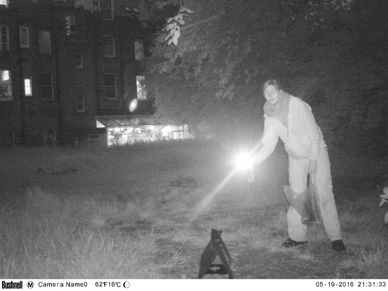 Night time torch survey for Hedgehogs